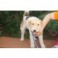 Robin, Foxterrier Mix ist absolut menschen bezogen - Rüde