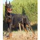Robin- NOTFALL, Dobermann - Rüde