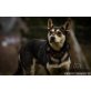 Robin, Schäferhund-Mischling - Rüde