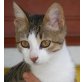 Robin - ein kleiner Traumkater! - Kater