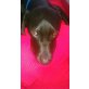 Robin, kinderlieber Familienhund - Rüde