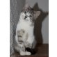Robin, liebes Käterchen - Kater