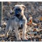 Robin und Lea, Leonberger-Schäferhund-Mischlingswelpen Welpen - Rüde