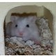 Roborowsky Zwerghamster Babys, Roborowski Zwerghamster