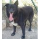Robus, Belg. Schäferhund-Mix - Rüde