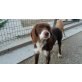 Roby, Segugio Italiano Mix - Rüde