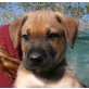 Roc, Schäferhund Mix Welpen - Rüde