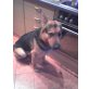 Rocco, Deutscher Schäferhund - Rüde