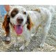 Rocco, English Setter - Rüde