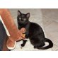 Rocco, Europäische Kurzhaarkatze - Kater