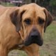 Rocco, Fila Brasiliero, kastr., ca.2 Jahre - Rüde