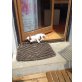 Rocco, Jack-Russell-Terrier Welpen - Rüde