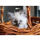 Rocco,Renato,Rubens, Heilige Birma - Kater