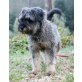 Rocco, Zwerg-Schnauzer - Rüde