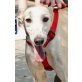 Rocio, Galgo Español - Hündin