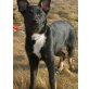 Rock, Labrador-Schäferhund-Mix Welpen - Rüde