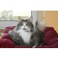Rock-Z, Norwegische Waldkatze - Katze