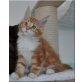 Rocket Man, Maine Coon - Kater