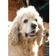 Rocko 2, amerikanischer Spaniel - Rüde