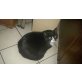 Rocksy, Europäische Kurzhaarkatze - Katze