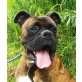 Rocky 5, Boxer - Rüde