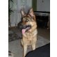 Rocky, Altdeutsche Schäferhunde - Rüde