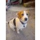 Rocky, Beagle - Rüde