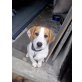 Rocky, Beagle - Rüde