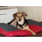 Rocky, Beagle / Schäferhund - Rüde