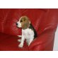 Rocky, Beagle Welpen - Rüde