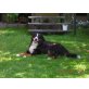 Rocky , Berner Sennenhund - Rüde