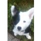 Rocky , Border-Collie Welpen - Rüde