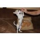 Rocky, Chihuahua kurzhaariger Schlag - Rüde
