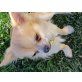 Rocky, Chihuahua kurzhaariger Schlag - Rüde