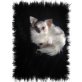 Rocky, Chihuahua langhaariger Schlag - Rüde