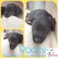 Rocky, Dackel-Mix Welpen - Rüde
