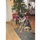 Rocky, Deutscher Schäferhund - Rüde