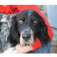 Rocky, English Setter - Rüde