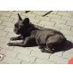 Rocky, Französische Bulldogge - Rüde
