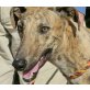 Rocky, Galgo Español - Rüde