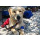 Rocky, Golden Retriever - Rüde