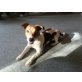 Rocky, Jack-Russell-Terrier Welpen - Rüde