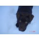 Rocky, Labrador Retriever - Rüde