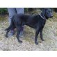 Rocky, Labrador Retriever - Rüde