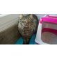 Rocky, Maine Coon - Kater