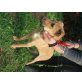 Rocky, Mischlingsjunge Welpen - Rüde