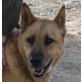 Rocky - NOTFALL, Schäferhund Mix - Rüde