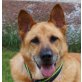 Rocky - NOTFALL, Schäferhund Mix - Rüde