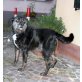 Rocky  NOTFALL, Schnauzer Mischling - Rüde