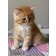 Rocky, Perser mit Nase - Kater